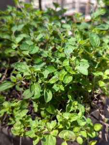 A display of pretty plants can be simple as well as functional. I have lots of potted herbs, such as this oregano. Oregano is a staple in Italian cooking and is often used in salsas, tacos, enchiladas, and braised meats.