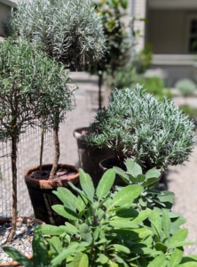 Another tip for displaying groups of plants is to use a variety of plant heights such as these lavender topiaries - they look very interesting next to the shorter potted sage.