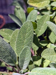 And many will recognize the leaves of sage. Common sage, Salvia officinalis, leaves are often grayish-green, but can also be purple, silver, or variegated. They are pebbly, slightly fuzzy, and can grow up to five inches long.