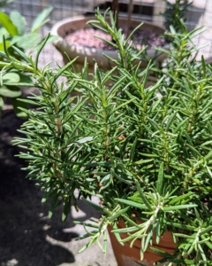 Another attractive potted herb is rosemary. Like oregano, thyme, basil, and lavender, rosemary is a member of the mint family Lamiaceae and is often used as a culinary condiment.
