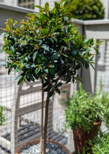 This is a small Eugenia topiary, or an Australian Brush Cherry tree, Syzygium paniculatum. The Brush Cherry is an evergreen tree or shrub with shiny dark green leaves native to Australia and New Zealand.