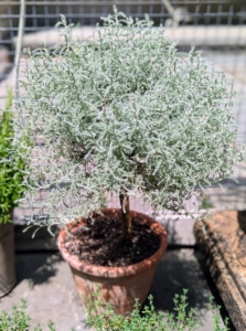 This topiary is Santolina chamaecyparissus, commonly called lavender cotton or gray santolina, - a small, semi-woody, tender sub-shrub with aromatic, evergreen, silver-gray foliage.
