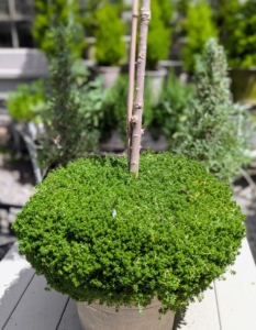 I often underplant with sedum. Sedum is a drought-tolerant succulent that comes in many different shapes and styles. It grows well and makes a nice carpet of green under taller specimens.