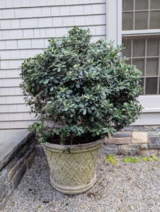 The root ball is scarified to stimulate growth, put in its new container and backfilled. Note how much more balanced the plant looks in its new pot.