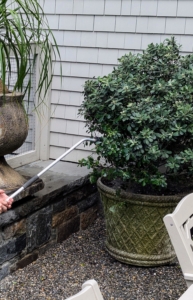 Here, Ryan gives the Pittosporum a good drink of water. Pittosporums are not particularly thirsty plants, but do need regular watering to establish themselves and look full.