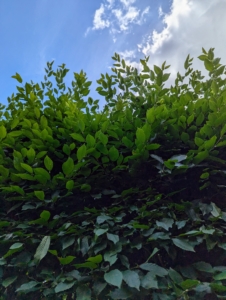 Looking up, one can see what has been pruned and what has not yet been cut.