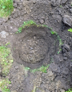 When planting, the holes must be at least two to three times as wide as the root ball, but no deeper than the root ball. Once in the hole, the top of the root ball should just be slightly higher than the soil surface.