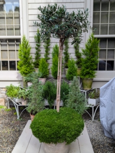 This is an olive tree, a slow-grower with leathery, gray-green leaves that remain all year-round. This also prefers full sun, or at least six hours of direct sunlight each day.