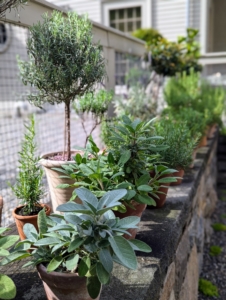 Be sure to also place potted plants where they can be protected from strong winds and heavy summer rains. And consider the pots - one can add character and interest to a display by using pots with different shapes, textures, and materials.