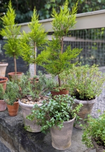 Displaying a selection of healthy, attractive container plants outside is an easy and inexpensive way to decorate a terrace ledge, a porch, a deck table, or any place where they can be seen and enjoyed. Potted plants... they're a good thing.