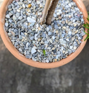One can also use pebble pea gravel to decorate the tops of pots. These stones come in an array of colors and are available in gardening supply shops.
