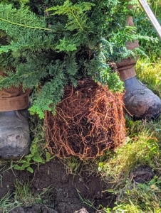 The plant is removed from the pot and the root ball is scarified, meaning beneficial cuts are purposely made along the sides and bottom to stimulate growth.