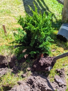 The Hinoki cypress is then backfilled and soil is tamped down to ensure good contact.