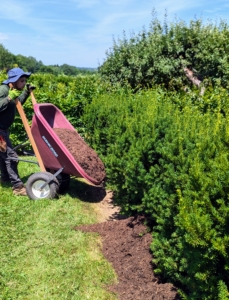 The three-inch mulched area extends to the drip line of the branches. And be sure not to over-mulch, which could suffocate the roots.