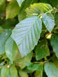 Although slower, this method of trimming by hand ensures careful precise, clean cuts.