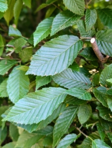 The English hornbeam is related to the beech tree, with a similar leaf shape. On the hornbeam, the leaves are actually smaller and more deeply furrowed than beech leaves. They become golden yellow to orange before falling in autumn.