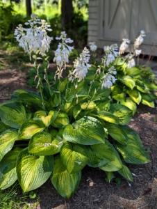 When blooming, osta flower rise high about the foliage. The flowers feature spikes of blossoms that look like lilies, in shades of lavender or white. The bell-shaped blooms can be showy and exceptionally fragrant.