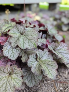 Heuchera is a genus of largely evergreen perennial plants in the family Saxifragaceae, all native to North America. Common names include alumroot and coral bells.