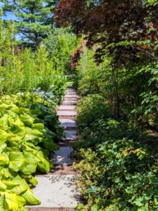 Last year, I decided it was time to create some new footpaths around my Stewartia garden. I used large flagstone pavers placed several inches apart and surrounded with mulch. I have many stone materials already here at the farm and knew these would be perfect for this space.