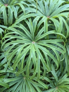 This is Syneilesis palmata. Over time, these plants form a sizeable patch of green umbrella-shaped leaves. Mature foliage can be more than a foot across with deeply toothed, narrow leaves – it is really an interesting plant.