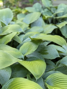 Hostas have easy care requirements which make them ideal for many gardens. I have them all around the farm. Hosta is a genus of plants commonly known as hostas, plantain lilies and occasionally by the Japanese name, giboshi. They are native to northeast Asia and include hundreds of different cultivars.