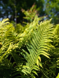 In contrast are the ostrich ferns – a light green clump-forming, upright to arching, rhizomatous, deciduous fern which typically grows up to six feet tall.