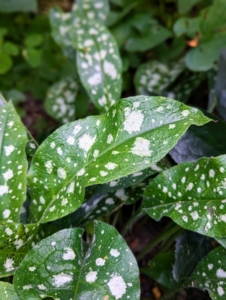 This is Pulmonaria, or lungwort – a beautiful, versatile, hardy plant. Lungworts are evergreen or herbaceous perennials that form clumps or rosettes. The spotted oval leaves were thought to symbolize diseased, ulcerated lungs, and so were once used to treat pulmonary infections.