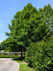 The garden is edged on one side by the towering bald cypress trees, Taxodium distichum – a deciduous conifer. Though the bald cypress is native to swampy areas, it is also able to withstand dry, sunny weather and is hardy in USDA climate zones 5 through 10.