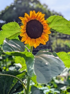 And here is just one of my sunflowers. I have many growing so beautifully in the center of the garden. Typically, sunflowers stay in bloom for about three weeks, but one may get a full month if lucky. This garden is so amazing. I hope your garden is growing as well as mine is this year.