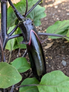 It is good to pick eggplants when they are young and tender. Try to pick a little early, which will encourage the plant to grow more, and will help to extend the growing season.