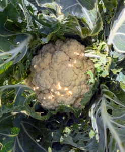 All my brassicas are so terrific this season - big and flavorful. Cauliflower is filled with nutrients. They hold plenty of vitamins, such as C, B, and K. Cauliflower is ready to harvest when the heads are six to eight inches in diameter - this one is ready.