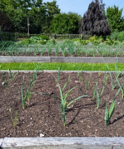 What a difference a month makes. Every crop in this garden is developing so well. I planted onions, shallots, and leeks a few weeks ago. These will be harvested later in the summer when the underground bulbs are mature and flavorful.