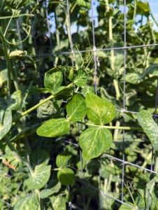 In a center bed, along this trellis we put up, are lots of peas – one section for shelling peas, which need to be removed from their pods before eating, and another for edible pods, which can be eaten whole, such as our snap peas. They are best grown on supports to keep them off the ground and away from pests and diseases.