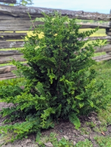 And in winter, these bushes will take on a bronze hue. Once established, the Hinoki cypress is generally low-maintenance and can live to 100-years or more.