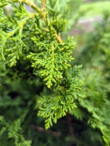 The foliage color is dark green with some brighter green highlights toward the tips of the branches.