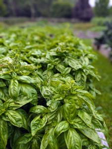 I need lots of basil. It's great for many dishes, such as salads, soups, pasta sauces, and pizza. Its leaves can be used whole or blended into sauces, puréed into soups, or chopped up for salads. Here is my bed of basil.