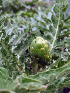 The artichokes are also growing. The globe artichoke, Cynara scolymus, is actually a flower bud, which is eaten when tender. Buds are generally harvested once they reach full size, just before the bracts begin to spread open. I like to harvest them when they are still small, but these need a little more time.