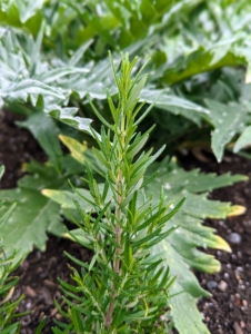 Another attractive herb is rosemary. Rosemary is a member of the mint family Lamiaceae and is often used as a culinary condiment.