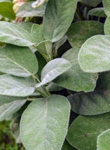 And many will recognize the leaves of sage. Common sage, Salvia officinalis, leaves are often grayish-green, but can also be purple, silver, or variegated. They are pebbly, slightly fuzzy, and can grow up to five inches long.