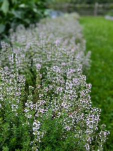 Thyme is an herb whose small leaves grow on clusters of thin stems. It is delicious with fish or poultry and imparts a lemony flavor.