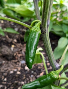 There are lots of hot peppers too. The jalapeño is a medium-sized chili pepper of the species Capsicum annuum. It is mild to medium in pungency depending on the cultivar.