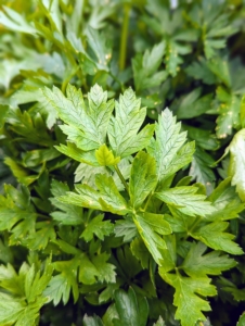 Also always growing here at the farm is parsley. This will find its way into my morning green juice. Parsley is rich in vitamins K, C, and other antioxidants. It has a bright, herbaceous, and slightly bitter taste.