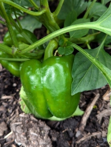 Many of the green bell peppers are ready to pick. I am also growing red and yellow bell peppers.