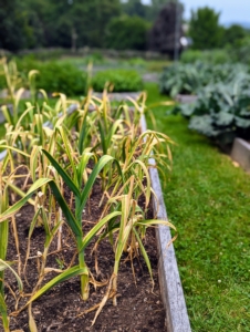 It's always exciting when the garlic is ready to harvest. Garlic is a popular spice in many cuisines and traditional medicine. Do you know... Americans consume about two to three pounds of garlic per year? And consumption continues to increase because of the many flavors and health benefits. I plant a lot of garlic every year to share with family and friends.