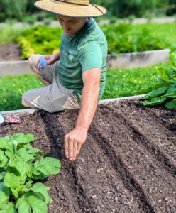 Here, Ryan plants more radishes. Ryan plants the seeds in rows that are about a foot apart. All the beds are raised slightly and all surrounded by wood frames – more than 40 beds in this half-acre garden. Raised bed gardening allows good drainage, prevents soil compaction, and provides protection for those plants that may otherwise get trampled.