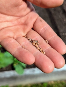 Many of our seeds are from Johnny’s Selected Seeds in central Maine – a company I’ve been using for quite some time. Johnny’s Selected Seeds is a privately held, employee-owned organic seed producer. Johnny’s offers hundreds of varieties of organic vegetable, herb, flower, fruit and farm seeds that are known to be strong, dependable growers.