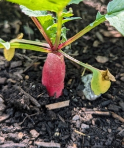 The radish is an edible root vegetable of the Brassicaceae family. Radishes are grown and consumed throughout the world, and mostly eaten raw as a crunchy salad vegetable. Long scarlet radishes like this one have a straight, tapered shape, similar in appearance to a carrot with curved shoulders and a distinct point.