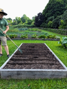 Here, Ryan planted more lettuce. After the seeds are dropped, he uses a soft rake to cover the seeds and carefully backfill the rows with soil. Lettuce, Lactuca sativa, is a cultivated plant of the daisy family, Asteraceae. Lettuce is a fairly hardy, cool-weather vegetable that thrives when the average daily temperature is between 60 and 70-degrees Fahrenheit. We always grow several varieties.