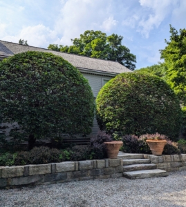 Here are the shrubs in front of the Summer House. Deer do eat hornbeams, but since the entire property is completely fenced, it isn’t a problem here at the farm.