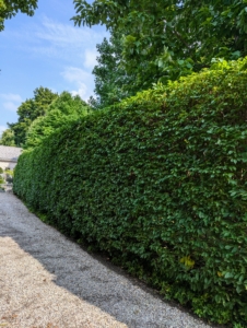 And here is a finished hedge – trimmed beautifully.